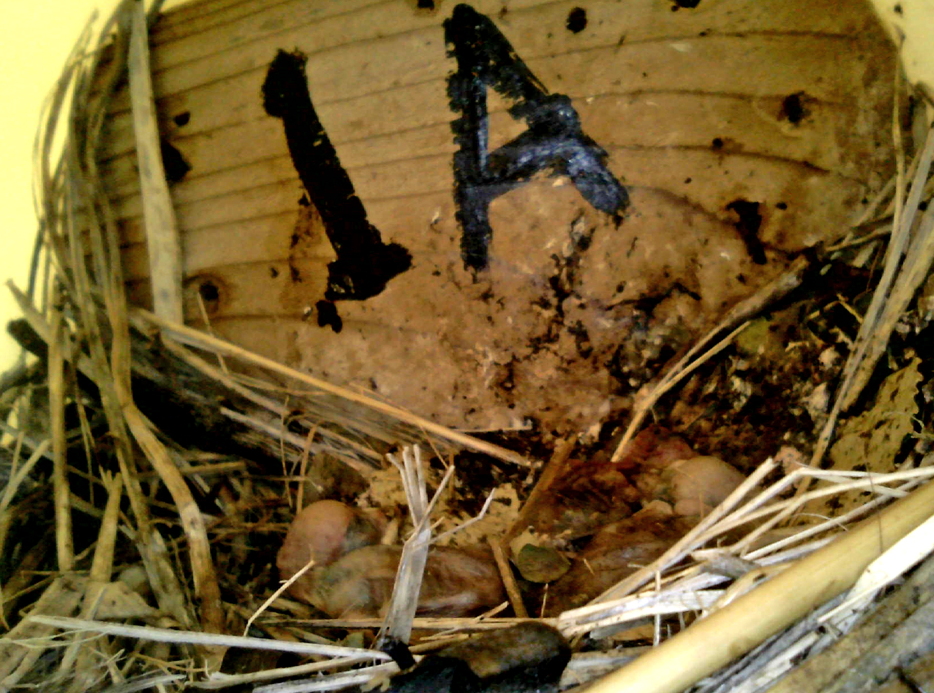 OPAS 1A
